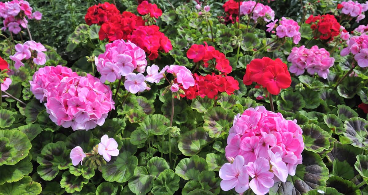 A Guide To Anniversary Flowers Each Year | Courts Of Rayleigh Florist